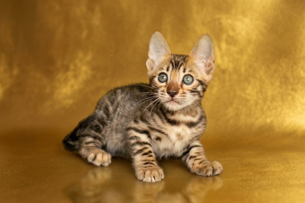 бенгальские котята шоу класса