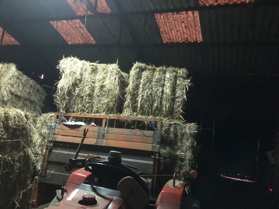 Palha seca de azevem e feno fardos grandes