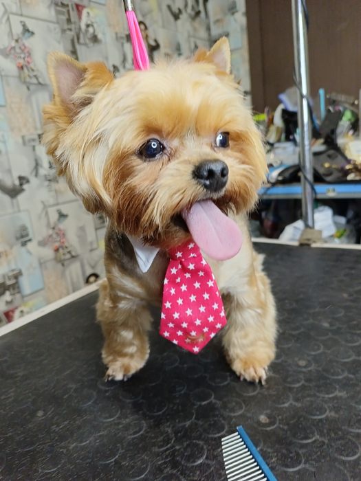 Хортицкий район. Стрижка собак и кошек.