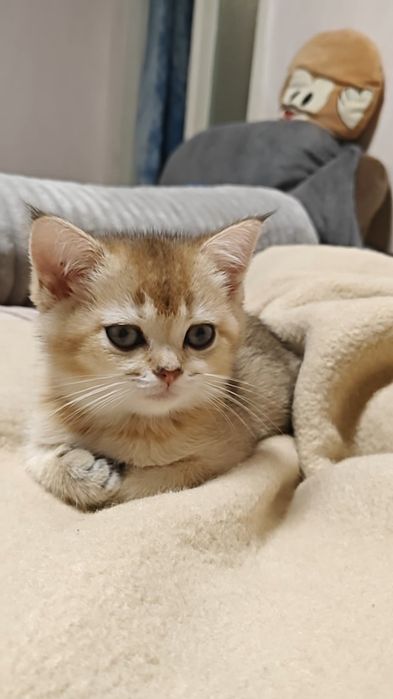 Золоті шиншили дівчинка і хлопчик