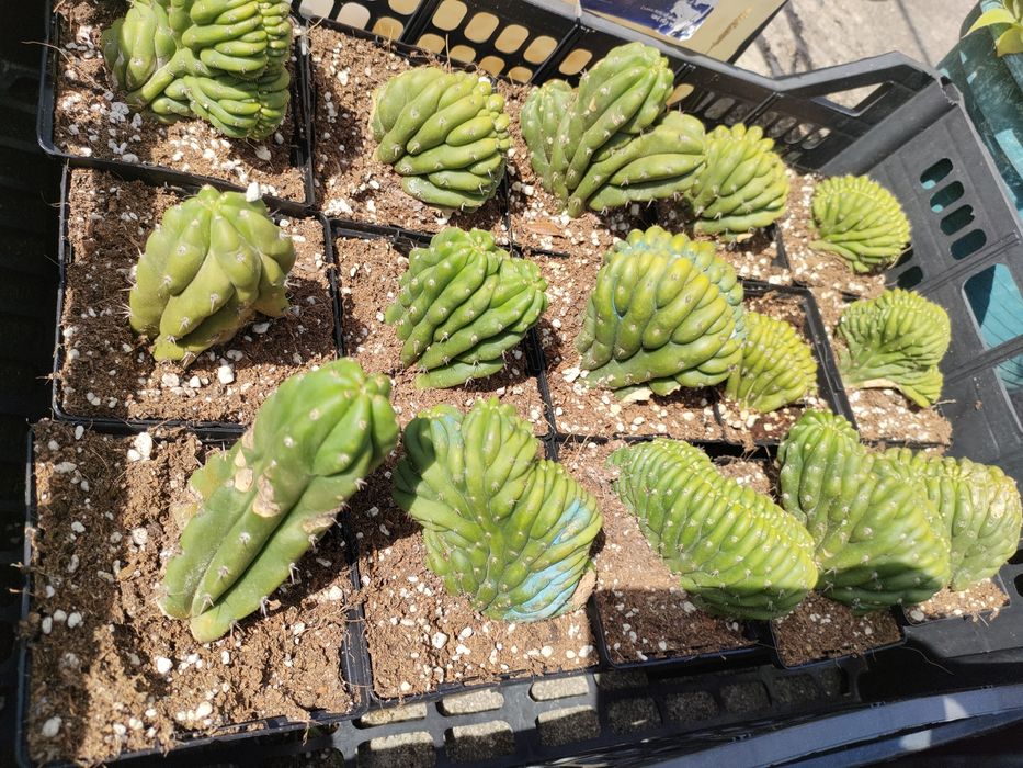 Cacto San Pedro cristata / monstruos