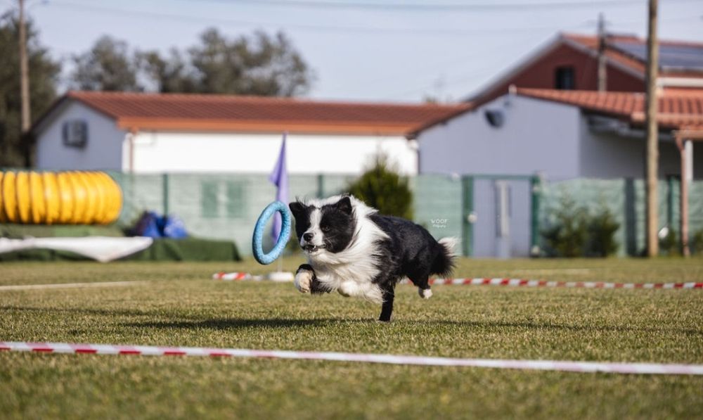 Border Collie linhagem de exposição