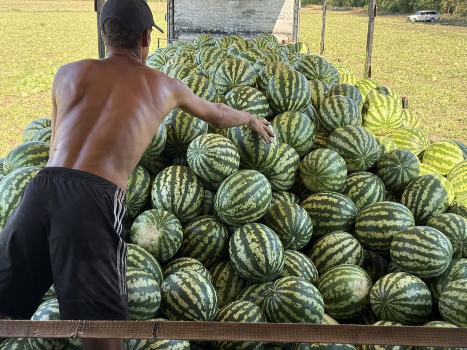 Продам кавун з поля!!!