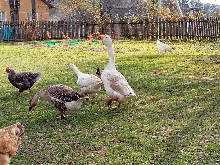 Гуси та гусаки молоді