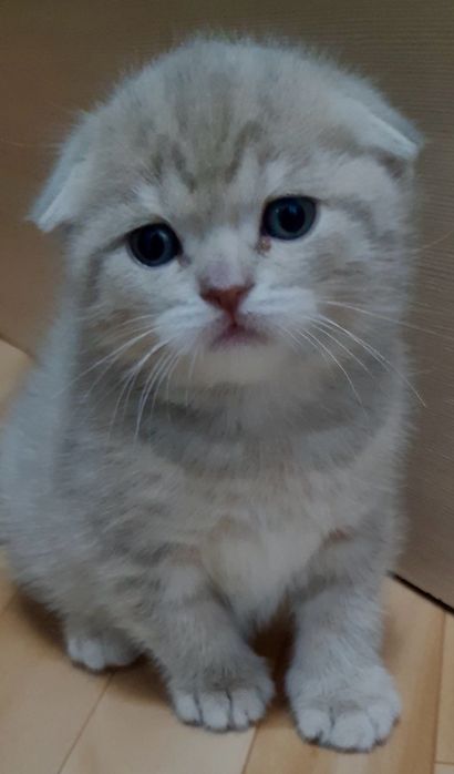 Плюшеве кошеня Scottish Fold — висловухий малюк