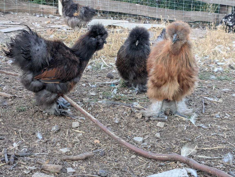 Кури Китайська Шовкова