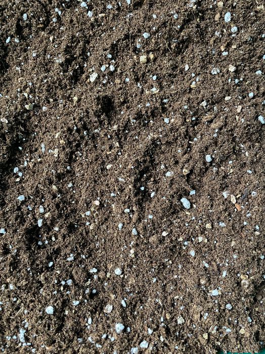 Torf Klasmann podłoża dla fiołek