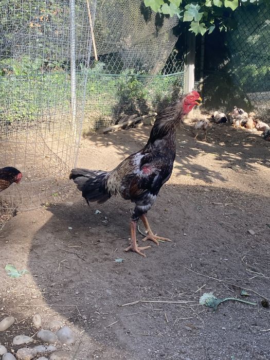 Ovos da raça indio gigante