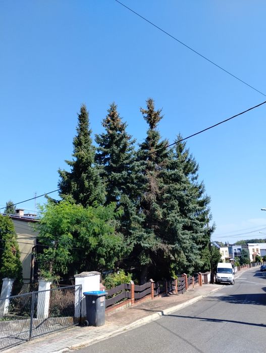 4 duże świerki do wycięcia