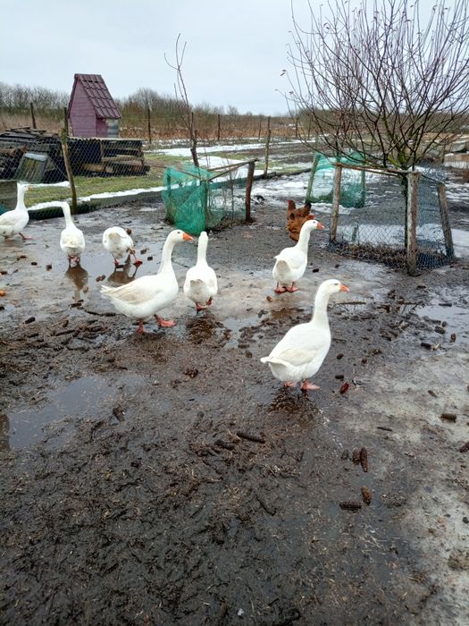 Яйця гусячі для інкубації