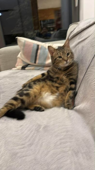 Oddam dwuletniego  kota chłopaka po kastracji pięknego