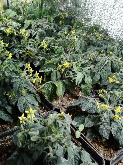 Декоративний томат. Дерево бонсай.