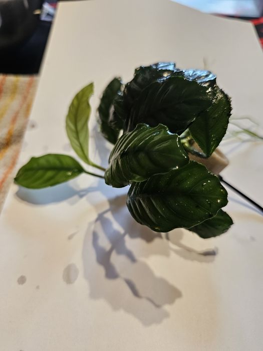 Anubias hastifolia