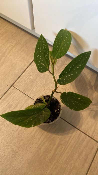 Пропоную різні домашні кімнатні рослини