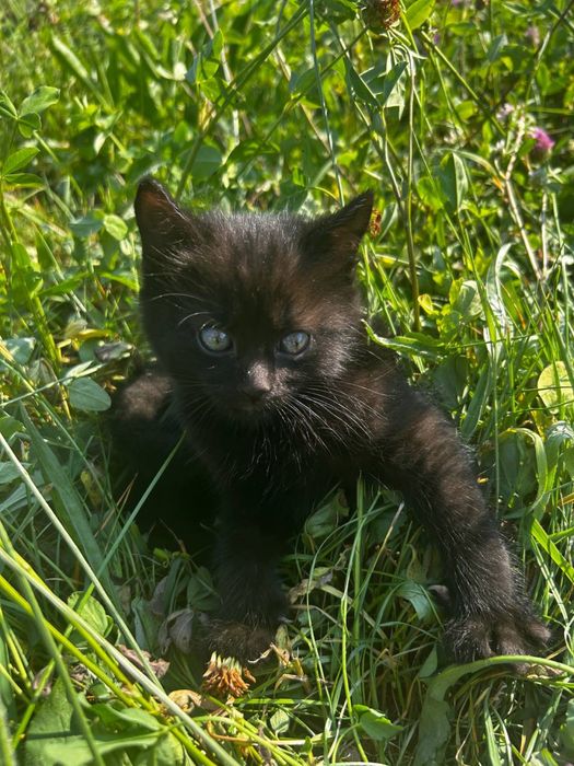 Кошенята, котики