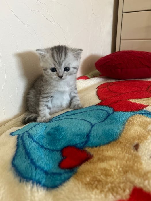 Шотландські кошенята