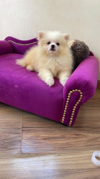 Szpic miniaturowy pomeranian suczka gotowa do odbioru