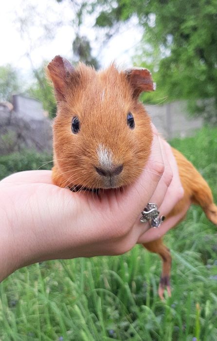 Морская свиночка,морская свинка,морська свинка,морські свинки
