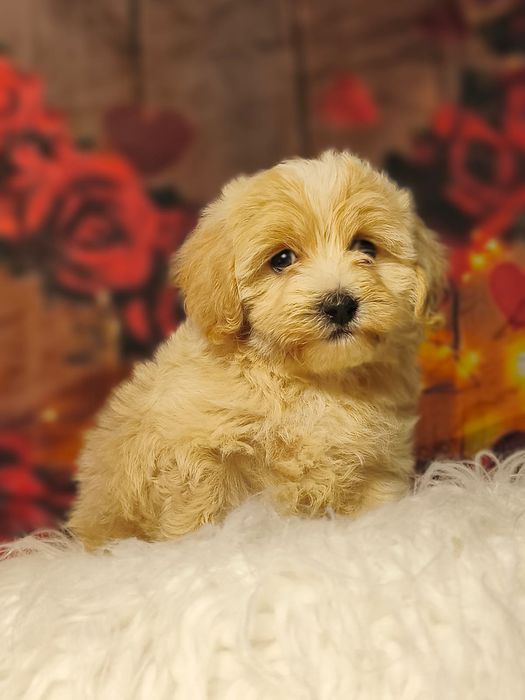 Maleńka XS słodka  księżniczka  Suczka Maltipoo badania paszport