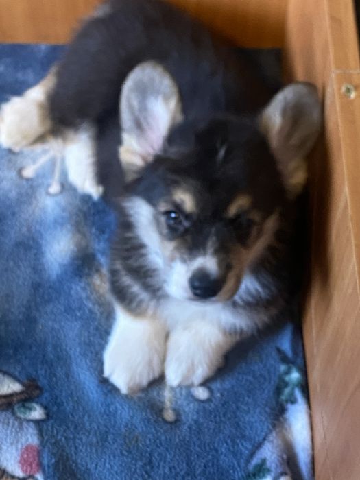 Коргі дівчинка у Львові.