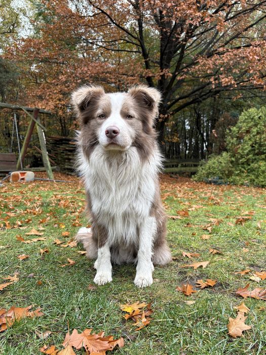 Border collie lilac