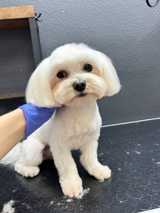 Стрижка животных