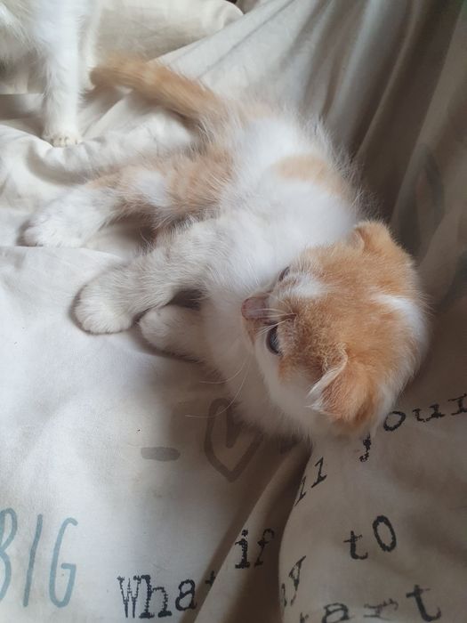 Шатландец вислоушка котик
