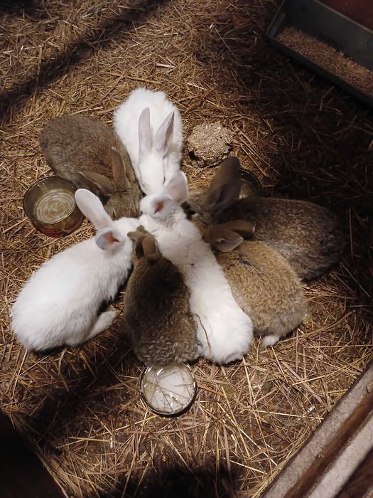 Кролі на плем'я метиси