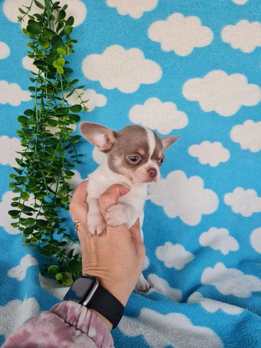 Estupenda mini menina chihuahua/chiuaua de Qualidade,LinhagemRussa