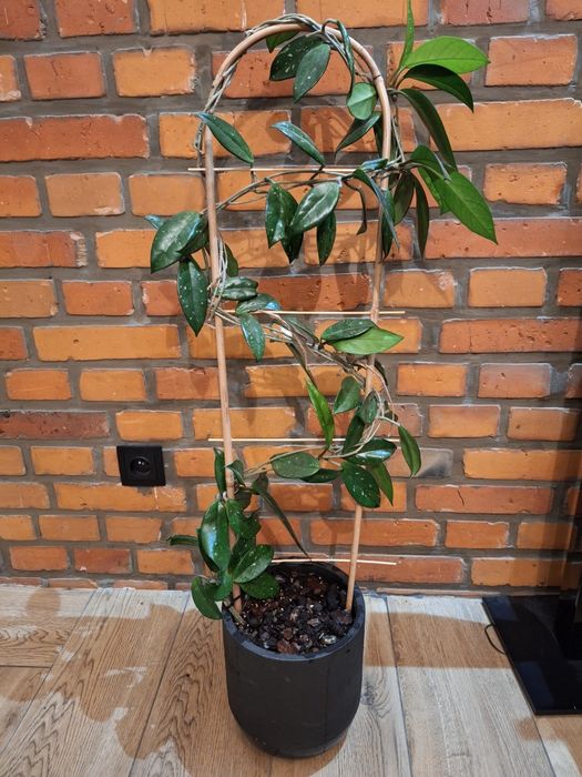 Hoja biała z donica