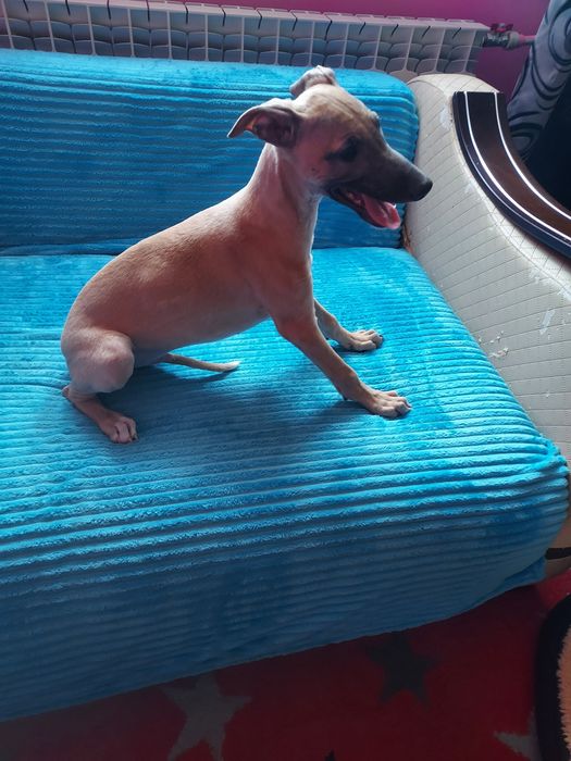 Chart Angielski Whippet