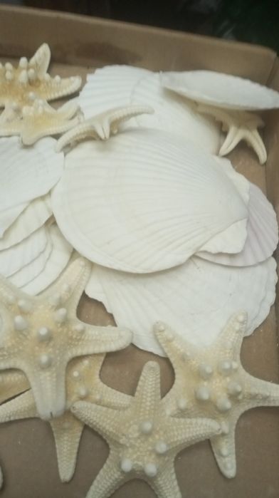 Estrelas e conchas artesanais