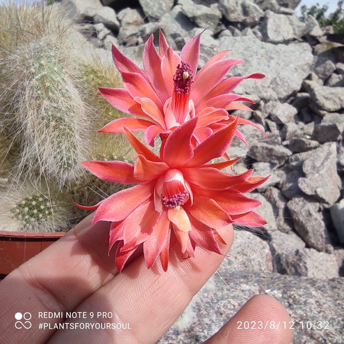 Кактус "Мавп'ячий хвіст" Hildewintera Colademononis