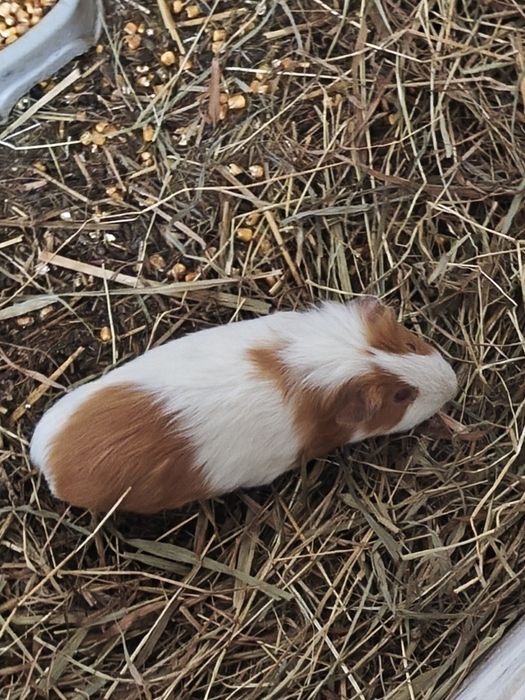 Samice świnek morskich