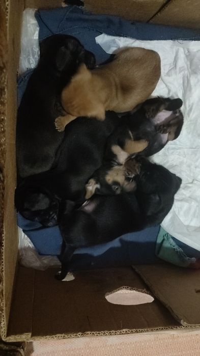 Отдам щенков в добрые руки