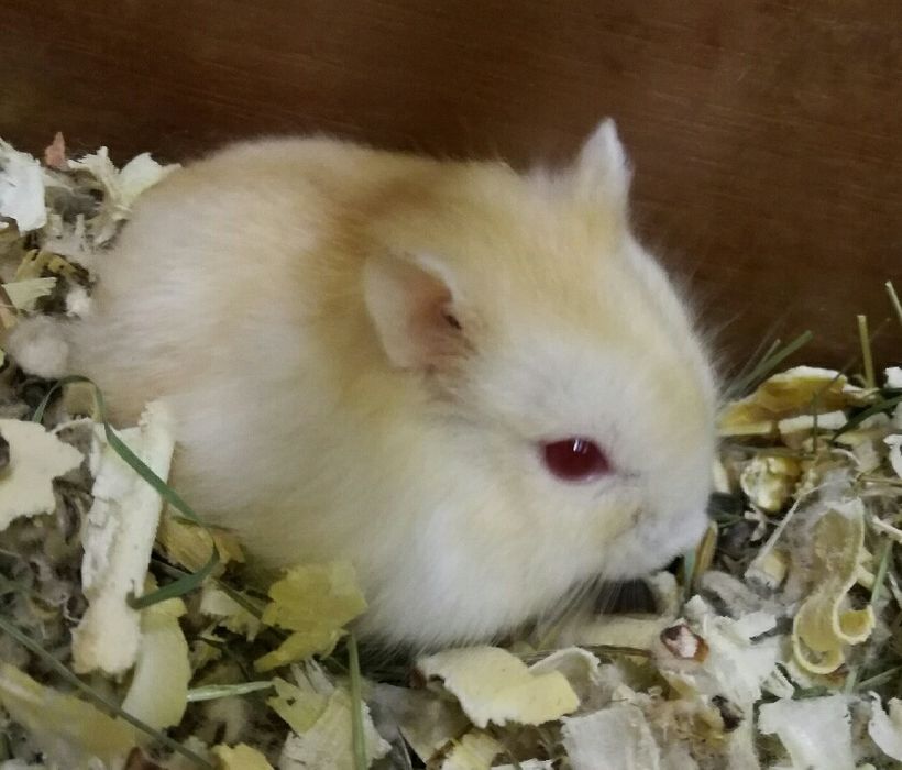 Chomiki dżungarskie Satynowe
