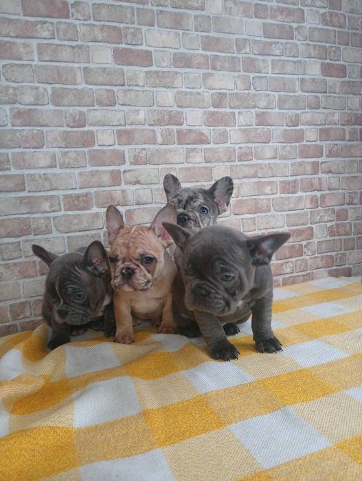 Французькі бульдожки