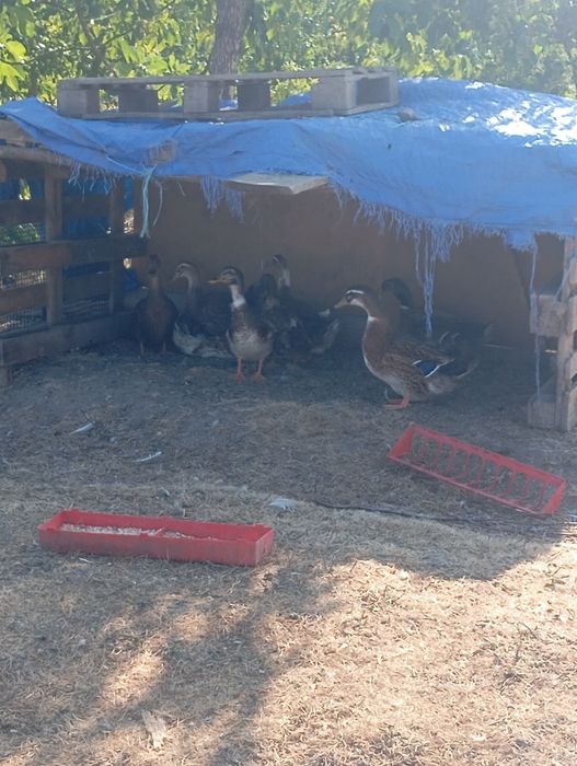 patos rouen adultos vendo ou troco