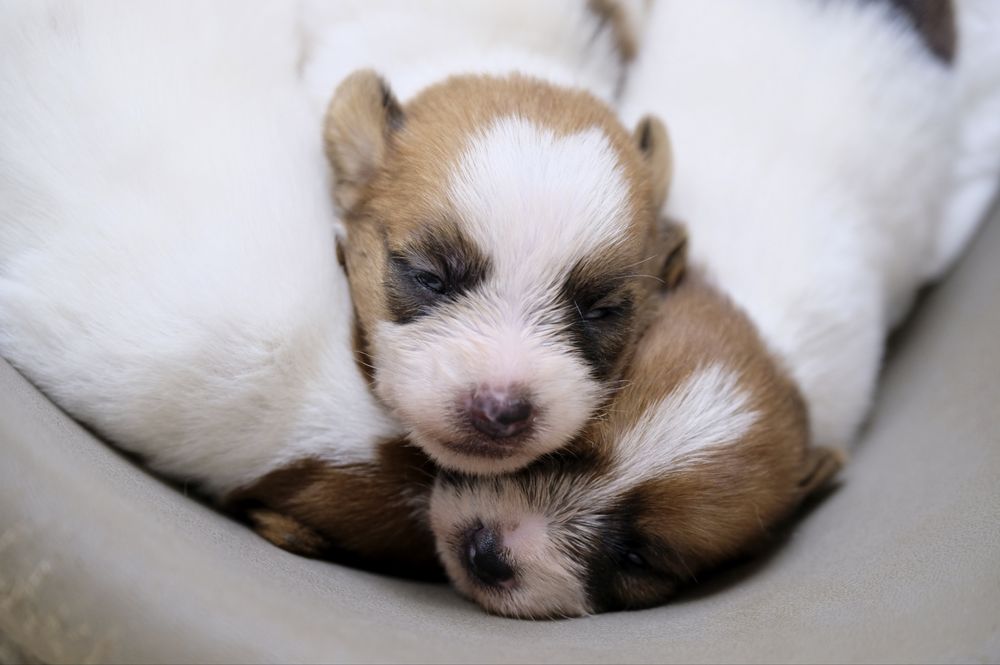Jack russell terrier pelo cerdoso com LOP