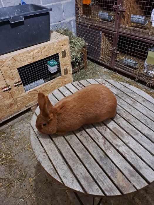 Króliki nowozelandzkie czerwone