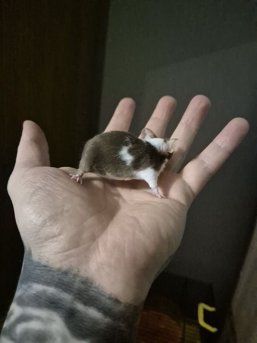 Myszy myszki duża ilość