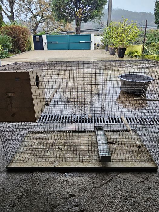 Gaiolas e ninhos ring neck