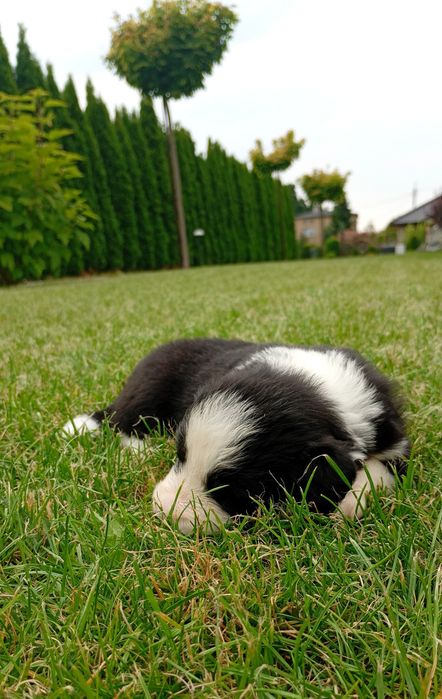 Pieski  Border Collie FCI ZKwP
