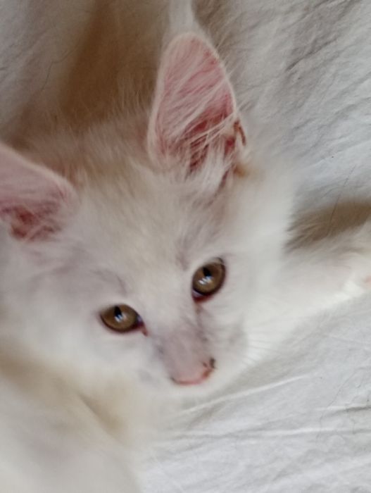 Linda gatinha branca  Maine Coon