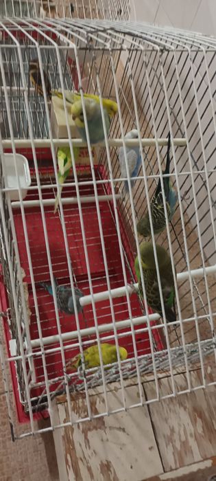 Vendo Periquitos Ingleses