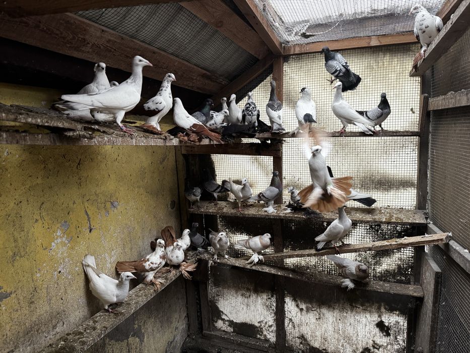 Gołębie hodowlane Raszyn