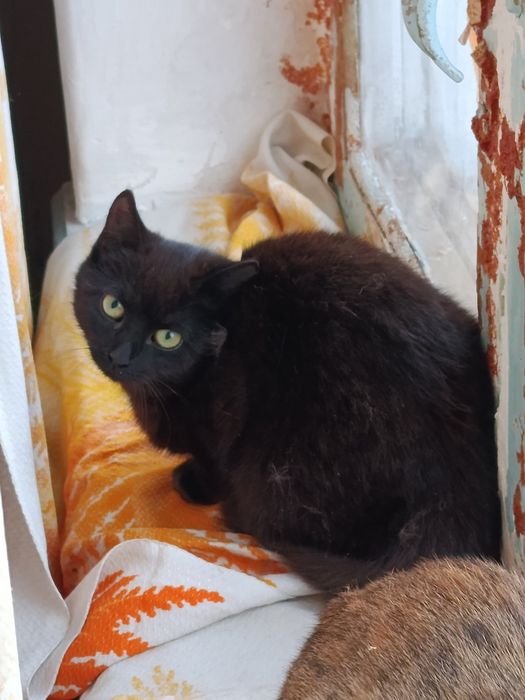 Кошечка ищет хозяев бесплатно. Кошка. Котенок. Котята даром