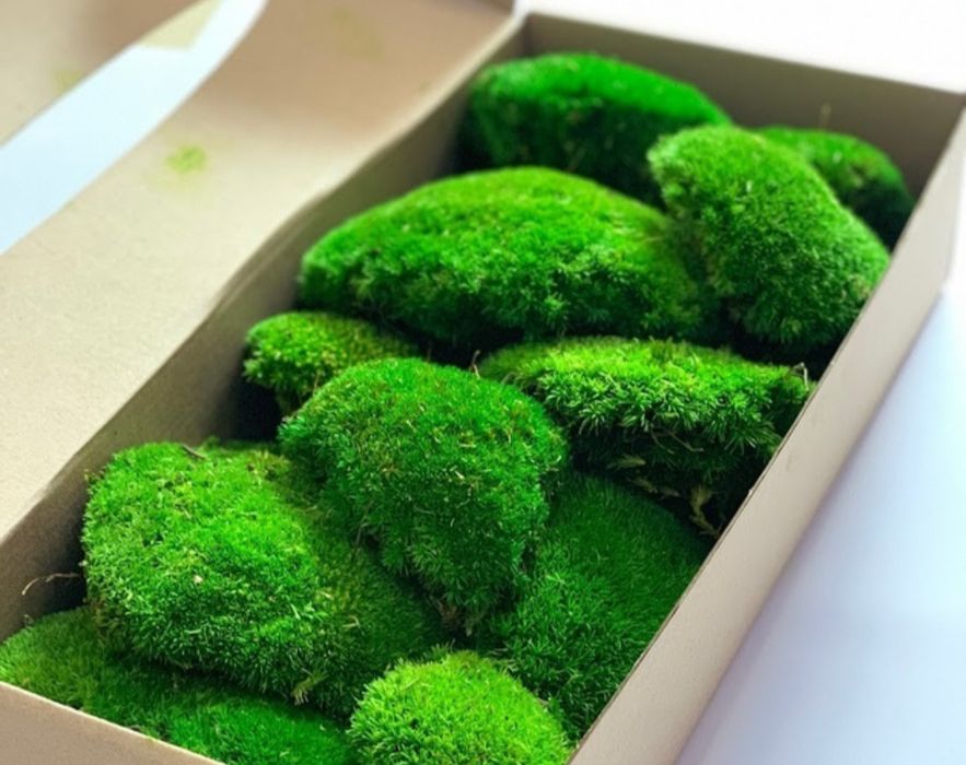 Лісовий мох живий. Кочковий.Ягель