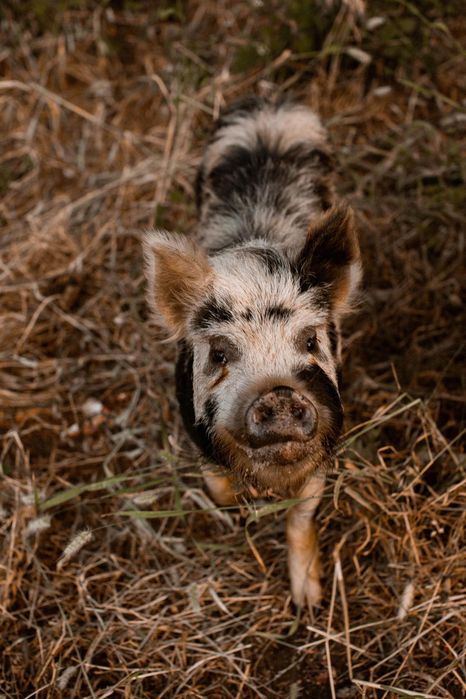 Casal reprodutor KuneKune