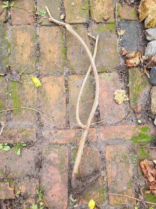 Черенки винограда Юпитер Сфинкс обмен